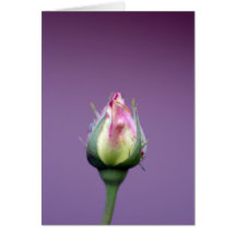 Beautiful Rose Bud Cards