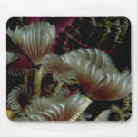 Beautiful Sabellid tube worms Mouse Pad