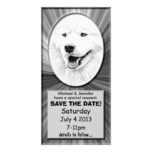 Beautiful Samoyed dog art Photo Card