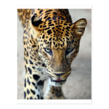 Beautiful spotted leopard post card