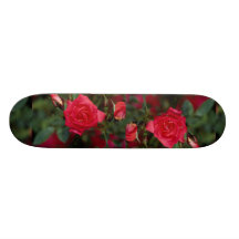 Beautiful Starina Miniature Rose 'Meigabi' Skateboards