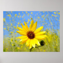 Beautiful Sunflower Print