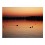 beautiful sunset and ducks post card
