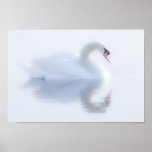 Beautiful Swan Poster/Print