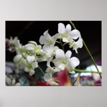 Beautiful White Orchids Poster Print