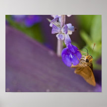 Beauty of Nature Posters