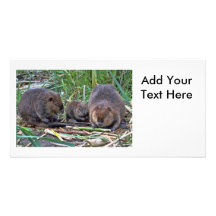 Beaver Family Photo Cards