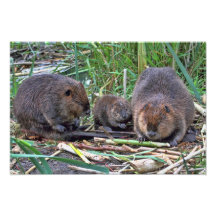 Beaver Family Photograph