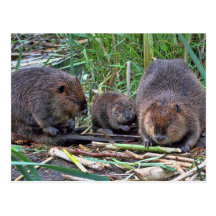 Beaver Family Post Cards
