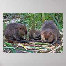 Beaver Family Posters