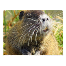 Beaver Photo Postcard