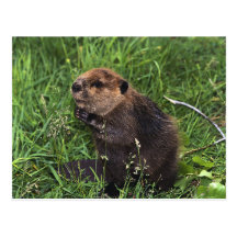 Beaver Post Card