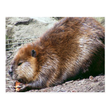 Beaver Postcard