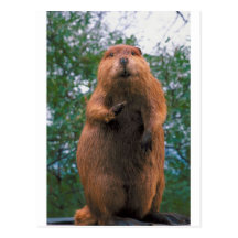 Beaver Postcard