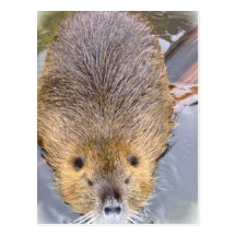 Beaver Postcard