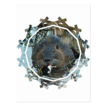 Beavers Habitat Postcard