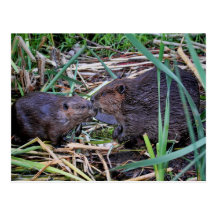 Beavers Kissing Photo Postcards