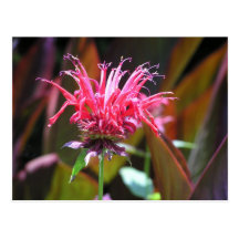 Bee Balm Postcard