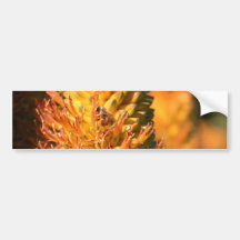 Bee Bumper Stickers