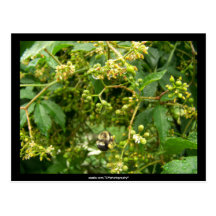 Bee gathering pollen -  Postcard