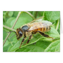 Bee Honey 264c ~ card