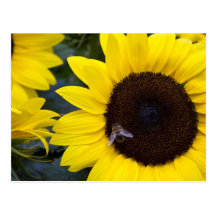 Bee in Sunflower Postcard