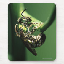 bee mousepads