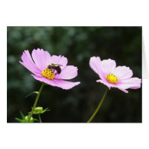 Bee on Cosmo Flower Note Card