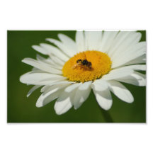 Bee on Daisy Photo