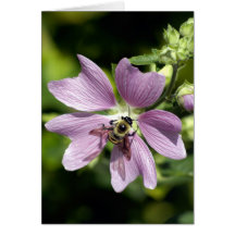 Bee on purple geranium  greeting card