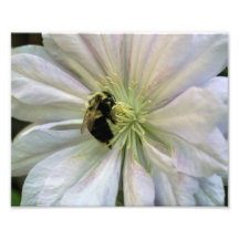 Bee On White Clematis Flower 10x8 Nature Print Photographic Print