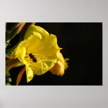 Bee on Yellow Flower Poster