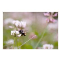 Bee Pollinating Clover Art Photo