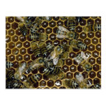 Bee Post Card