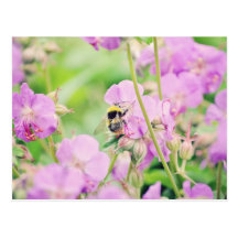bee post cards