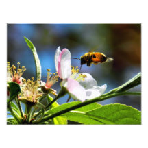 Bee & White Flower Photography