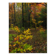 Beech Woods Post Cards