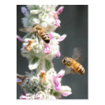 Bees on Lambs Ear Post Cards