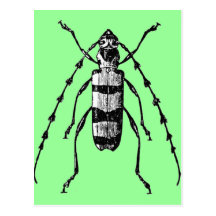 Beetle Post Card