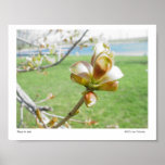 Before the Apple Print