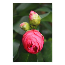 Beginning of Life Photo