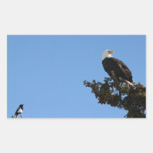 BEIAM Bald Eagle Ignores a Magpie Rectangle Stickers