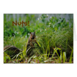 Belated Birthday Greeting Cards