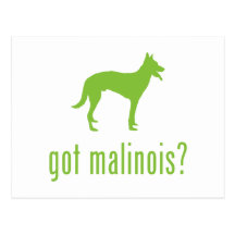 Belgian Malinois Postcards