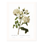 Bell rose post card
