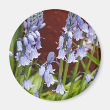 Bellflowers in Front of a Red Wall Magnets