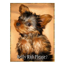Belly Rub for a Yorkie? Postcards