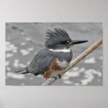 Belted Kingfisher Posters