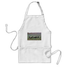 Beltie Cow Herd in Fall Aprons