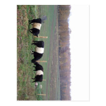 Beltie Cow Herd in Fall Postcards